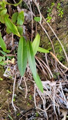 Cryptostylis subulata