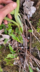 Cryptostylis subulata