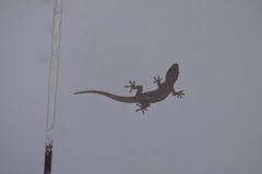 Hemidactylus mabouia