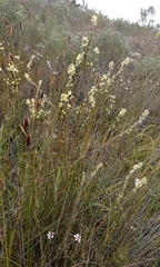 Struthiola fasciata