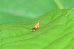 Tricyanaula aurantiaca