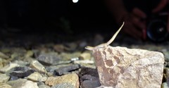 Saurodactylus