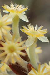 Struthiola fasciata