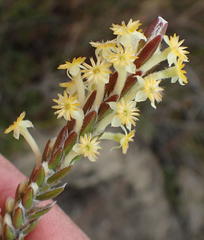 Struthiola fasciata