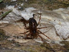 Lepthyphantes