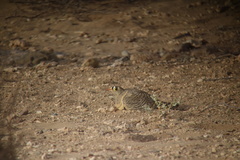 Pterocles lichtensteinii