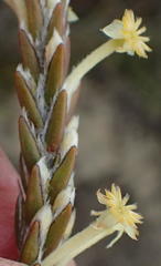 Struthiola fasciata