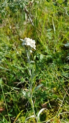 Leontopodium ochroleucum
