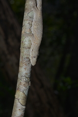 Eurydactylodes vieillardi