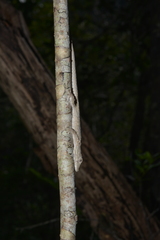 Eurydactylodes vieillardi