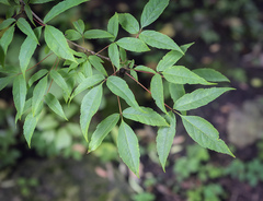 Acer mandshuricum