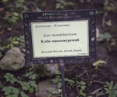 Acer mandshuricum
