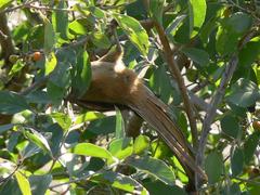 Colius striatus minor