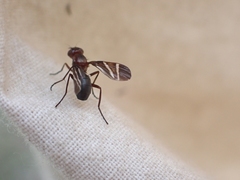 Tritoxa