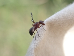 Tritoxa