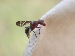 Tritoxa