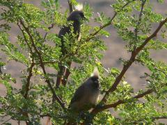 Colius striatus minor