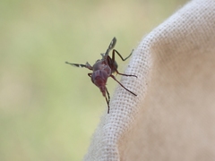 Tritoxa