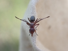 Tritoxa