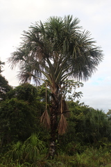 Mauritia flexuosa