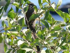 Colius striatus minor