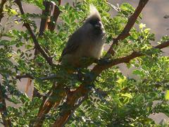 Colius striatus minor