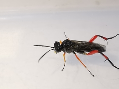 Macrophya diversipes