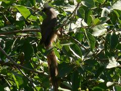 Colius striatus minor