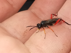 Macrophya diversipes