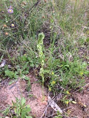 Pterostylis bicolor