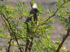 Colius striatus minor