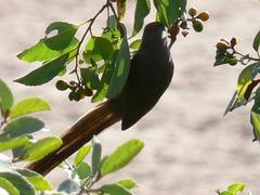 Colius striatus minor