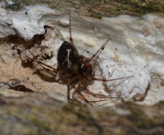 Lepthyphantes