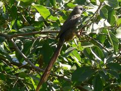 Colius striatus minor