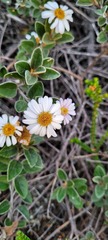 Olearia tomentosa