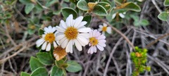 Olearia tomentosa