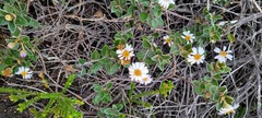 Olearia tomentosa