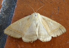 Hypopyra carneotincta