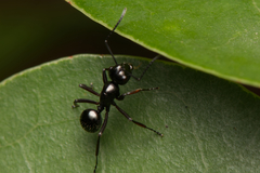 Polyrhachis pilosa
