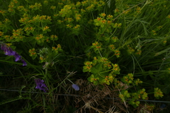 Euphorbia verrucosa