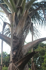 Mauritia flexuosa
