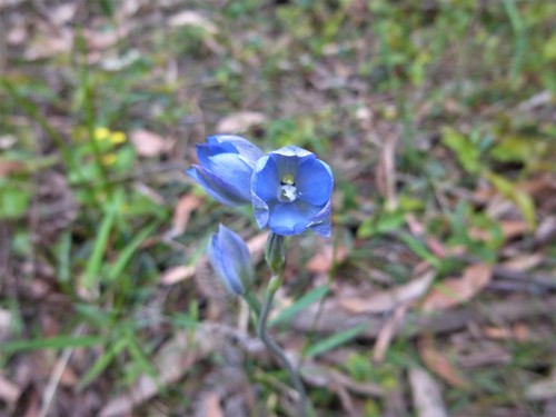 Image of Thelymitra media by (c) Kiri Bee, some rights reserved (CC BY)