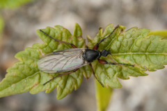 Bibio pomonae