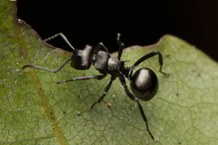 Polyrhachis clio