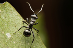 Polyrhachis clio