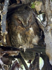 Otus rutilus rutilus
