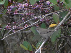 Acrocephalus newtoni