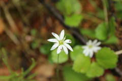 Stellaria peduncularis