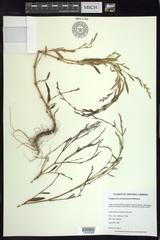 Polygonum ramosissimum