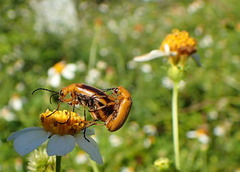 Nemognatha punctulata
